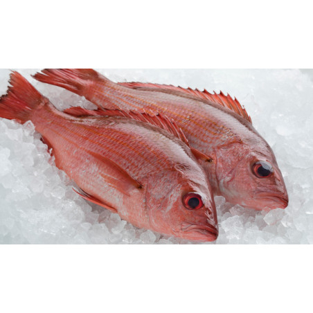 Fresh Red Snapper-8lb