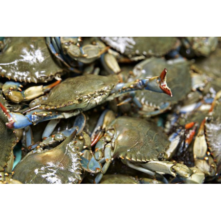 Fresh Crabs-20lb